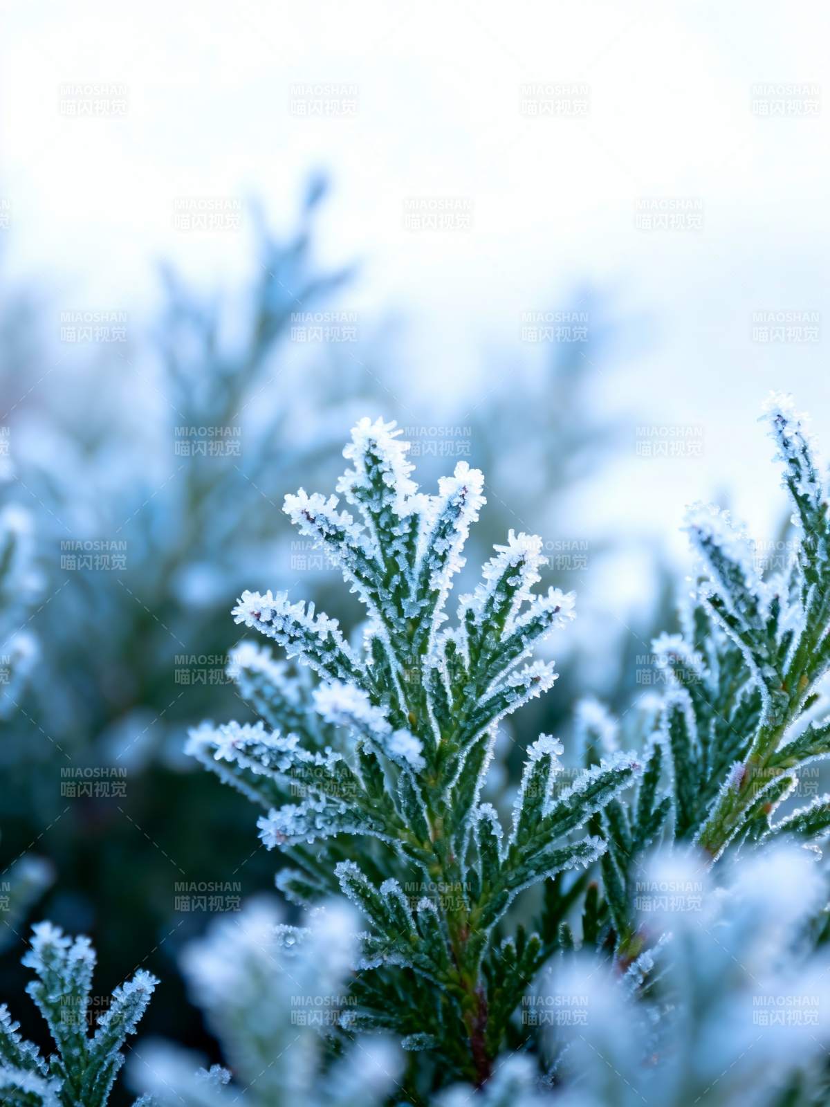 霜覆松枝 冬日静谧图片