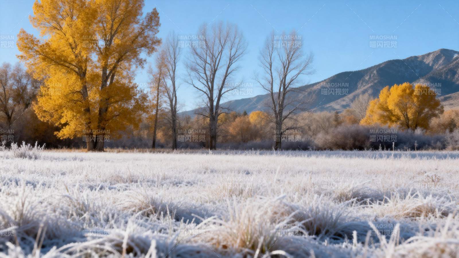秋霜覆盖的田野图片