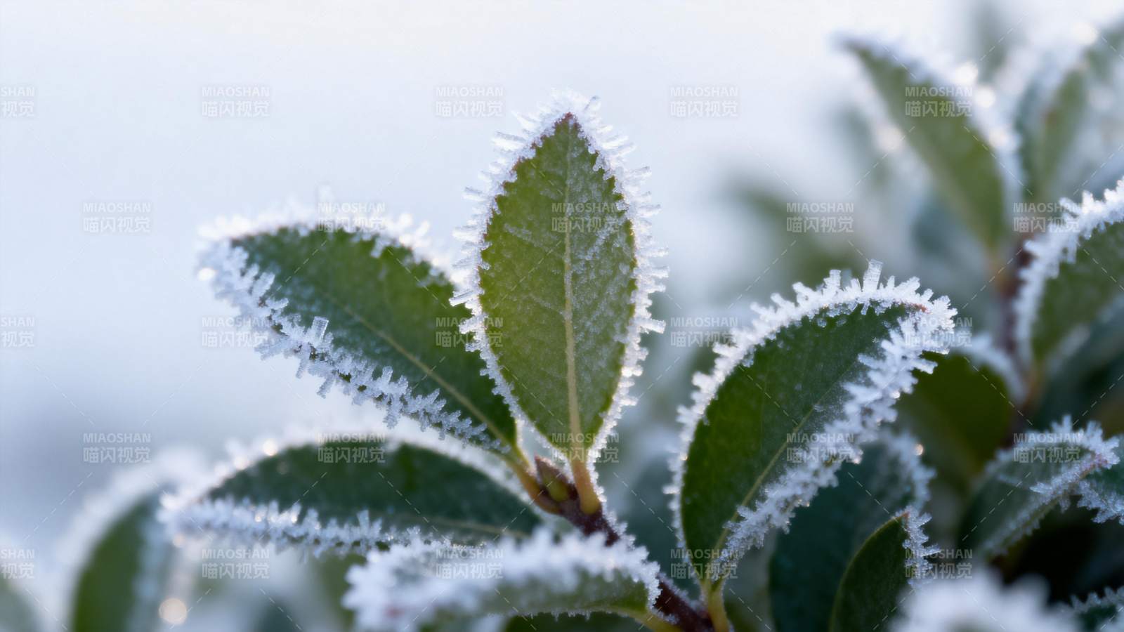 霜叶静谧冬晨图片