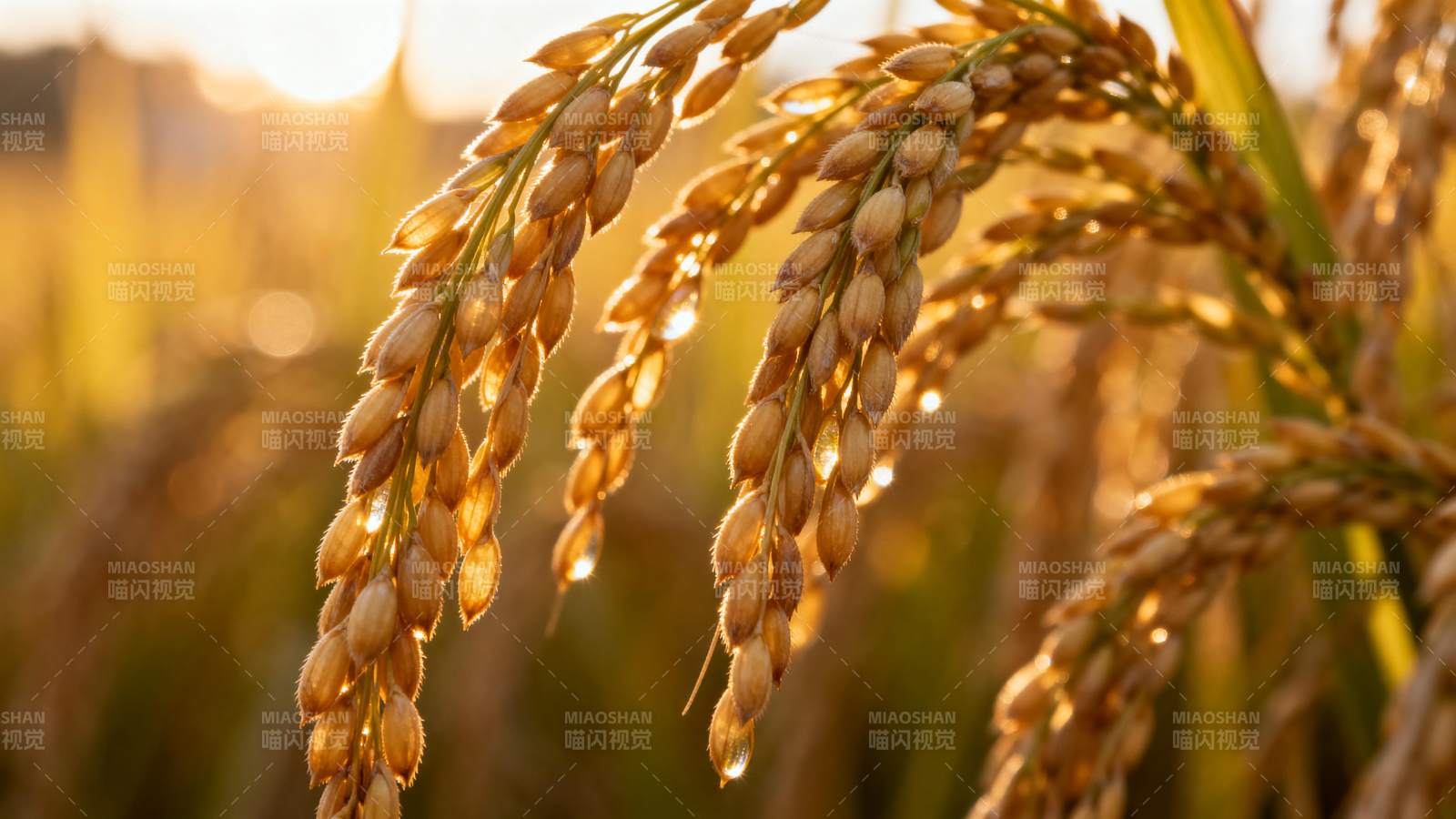 金秋稻穗迎朝阳图片