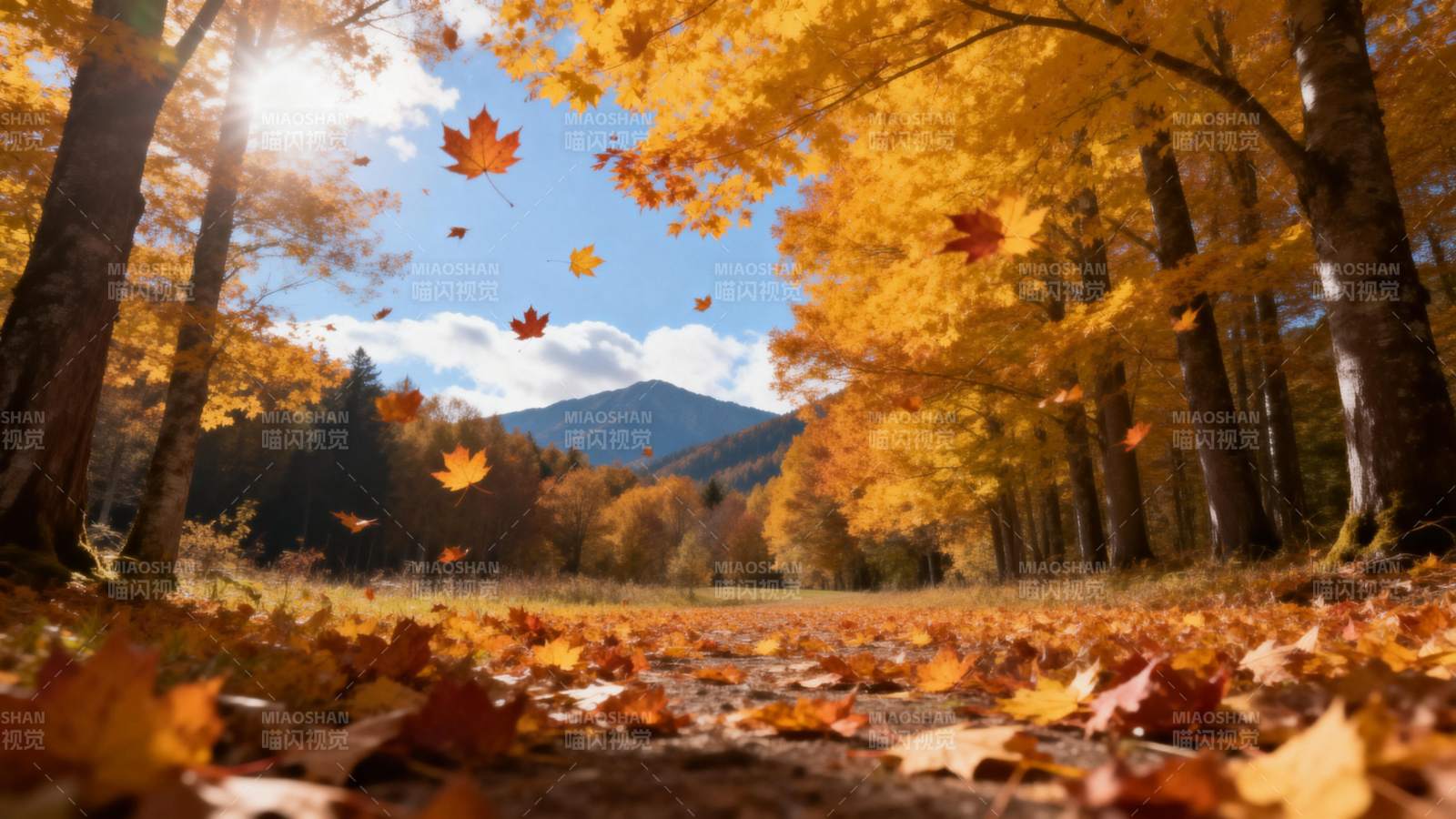 秋林落叶 阳光洒落图片