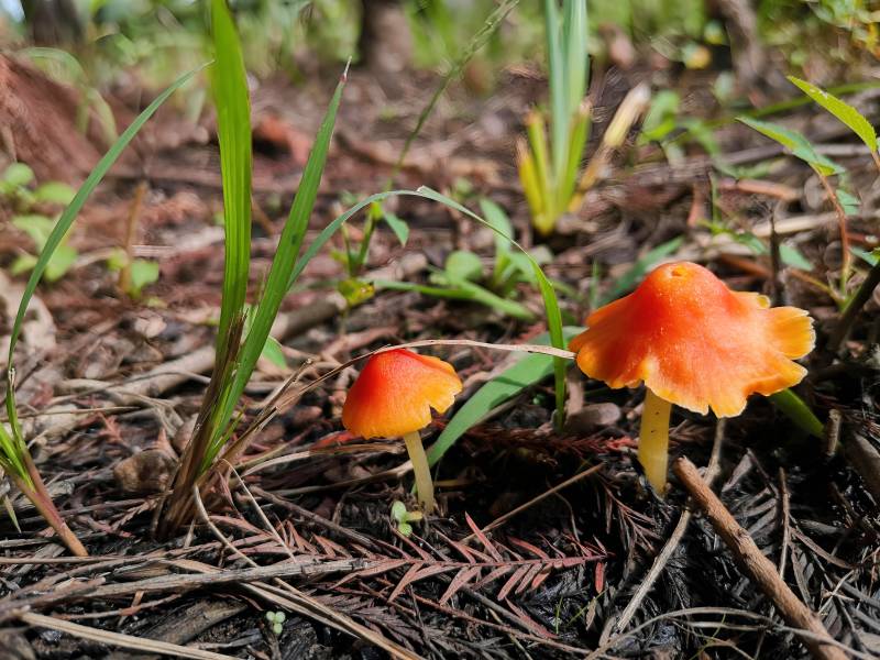 林间橙色小菇图片