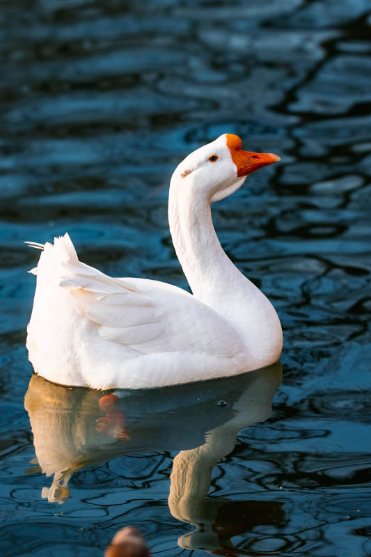 白鹅水中倒影图片