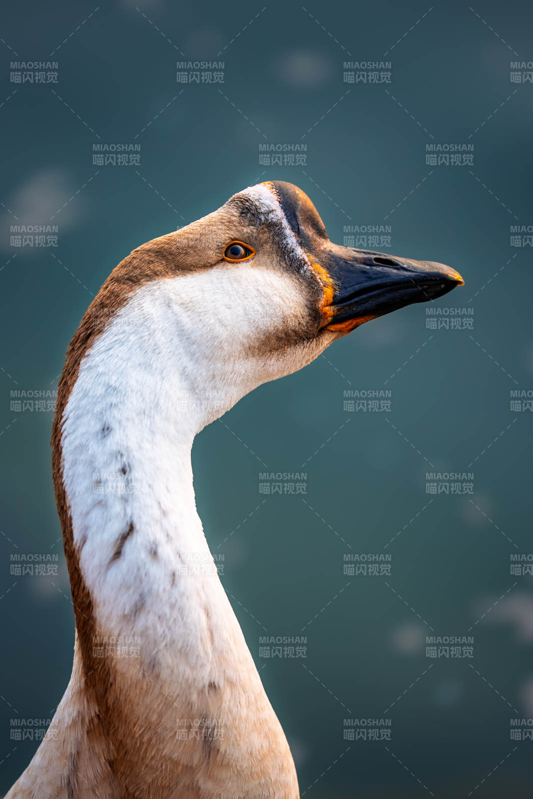 优雅的鹅颈特写图片