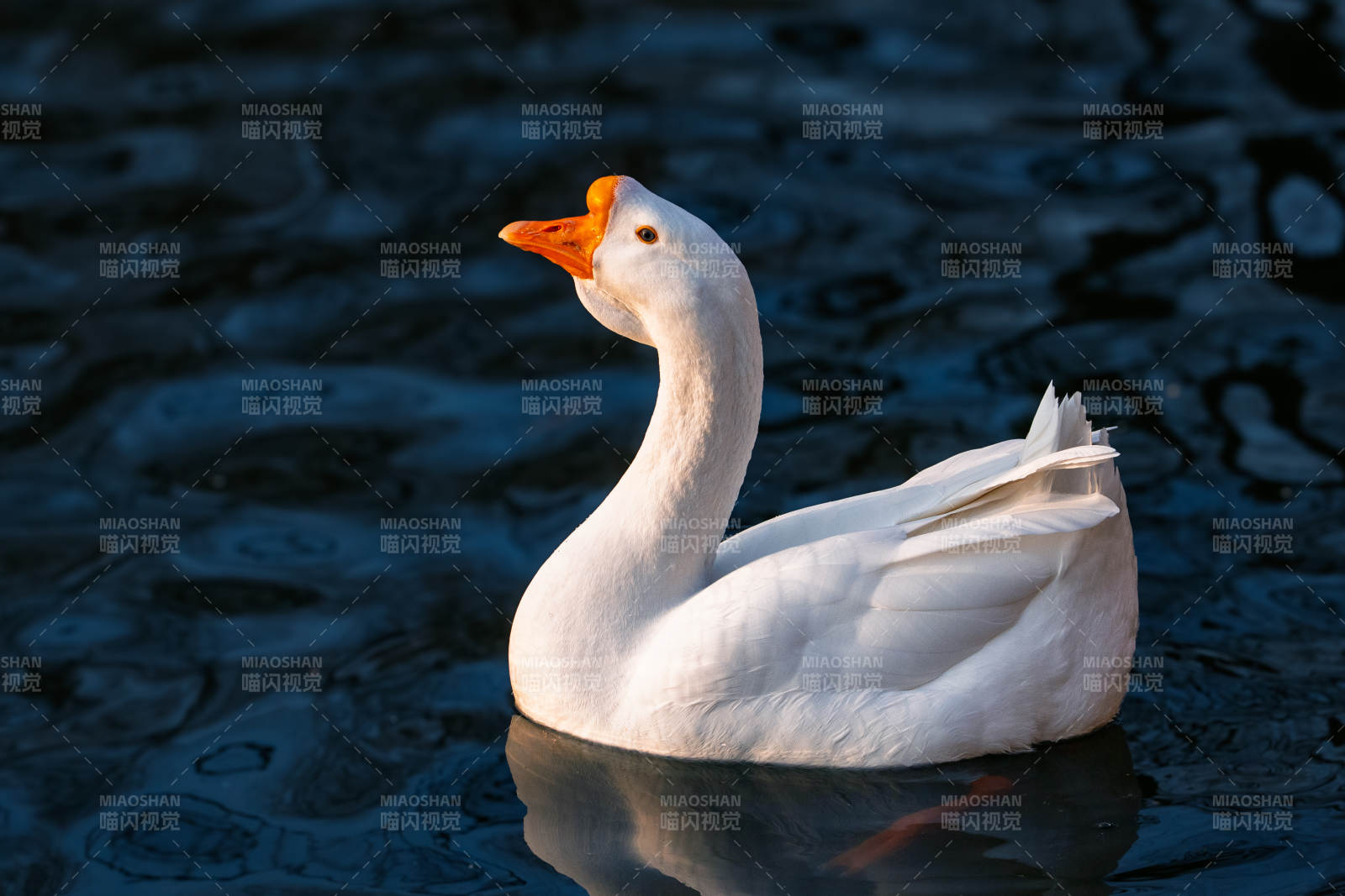 白鹅静水映影图片