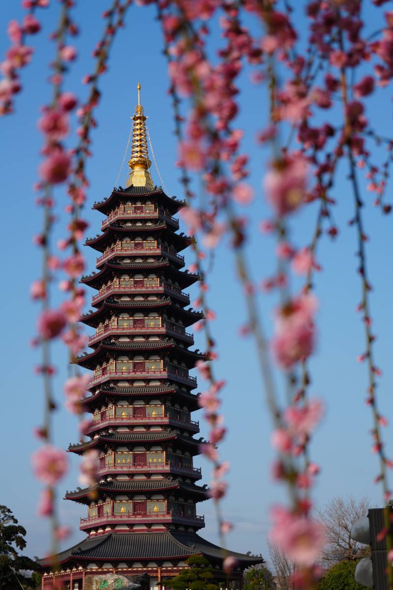 樱花映塔影 金华万佛塔图片