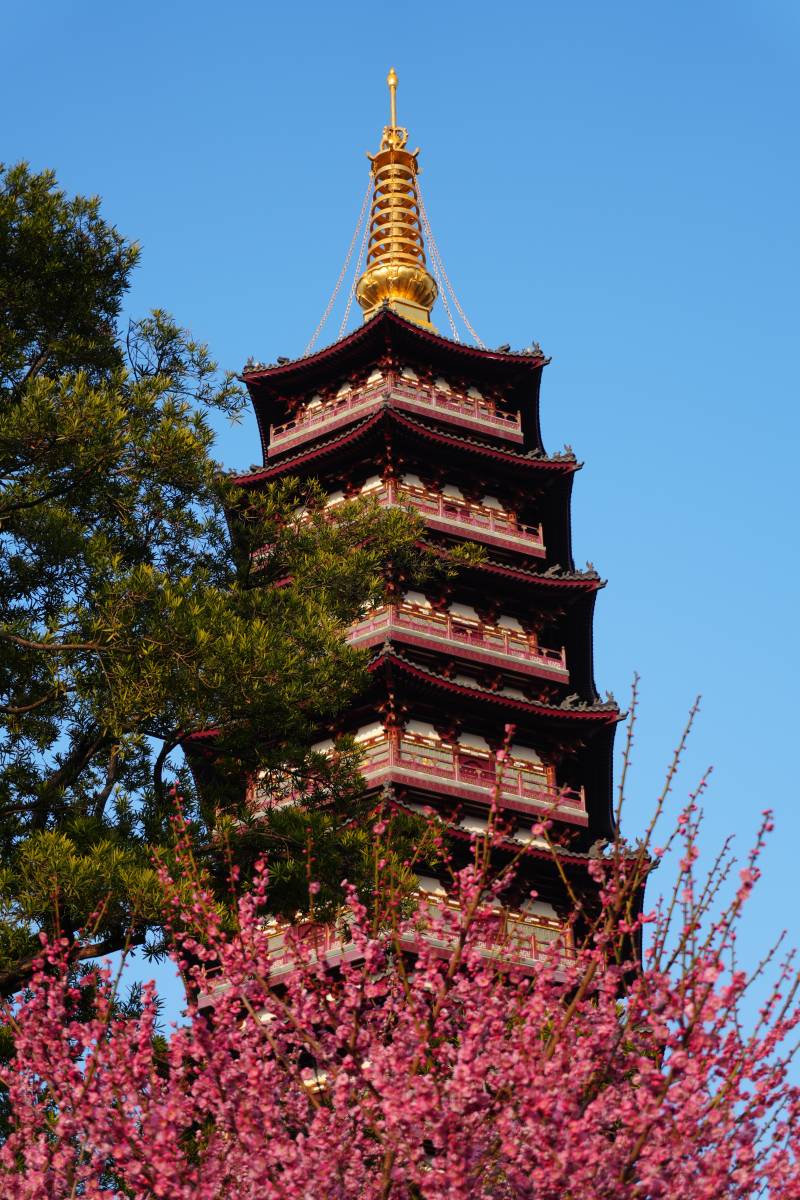 樱花映塔 春意浓 万佛塔图片