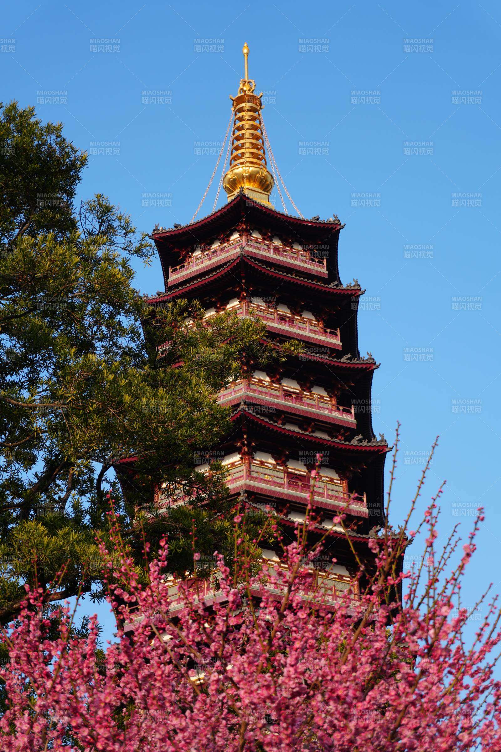 樱花映塔 春意浓 万佛塔图片
