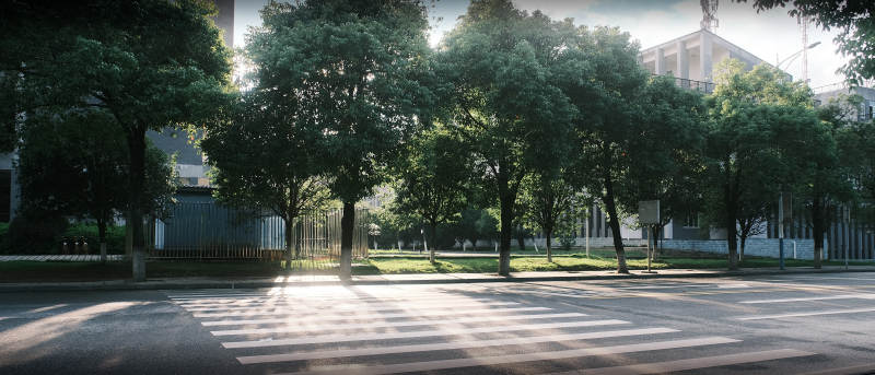 林荫道晨光图片