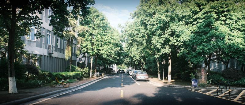 绿树成荫的街道图片