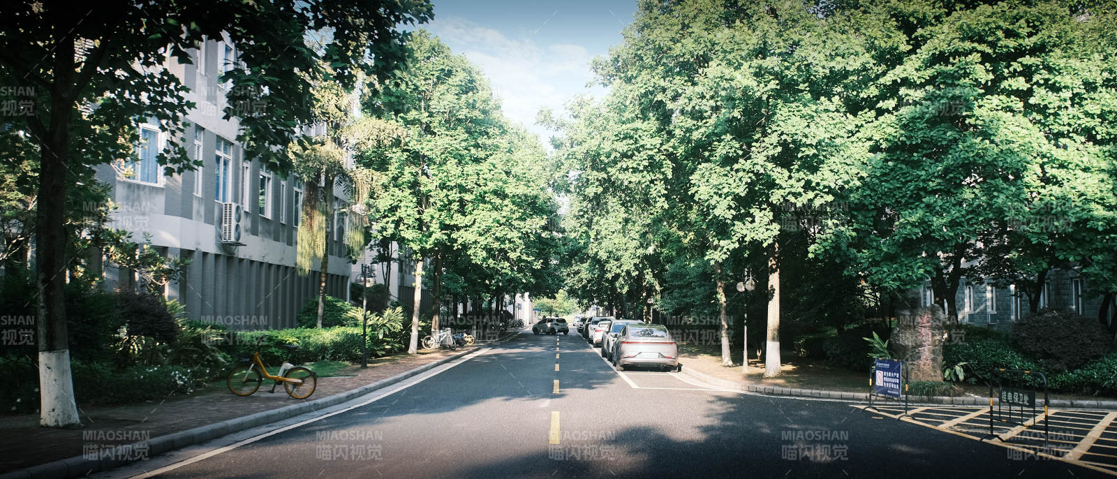 绿树成荫的街道图片