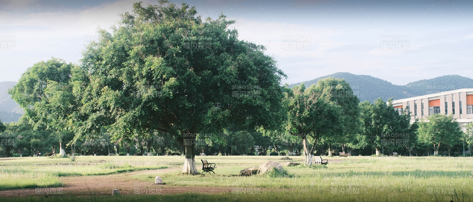 绿树成荫的公园图片