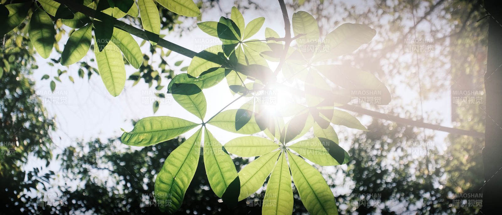 阳光穿透绿叶图片