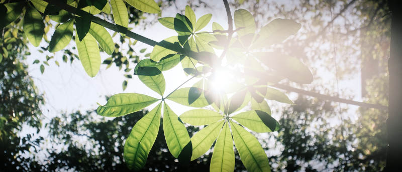 阳光穿透绿叶图片
