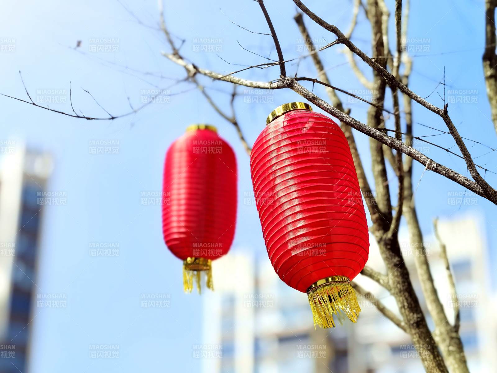 红灯笼挂枝头图片