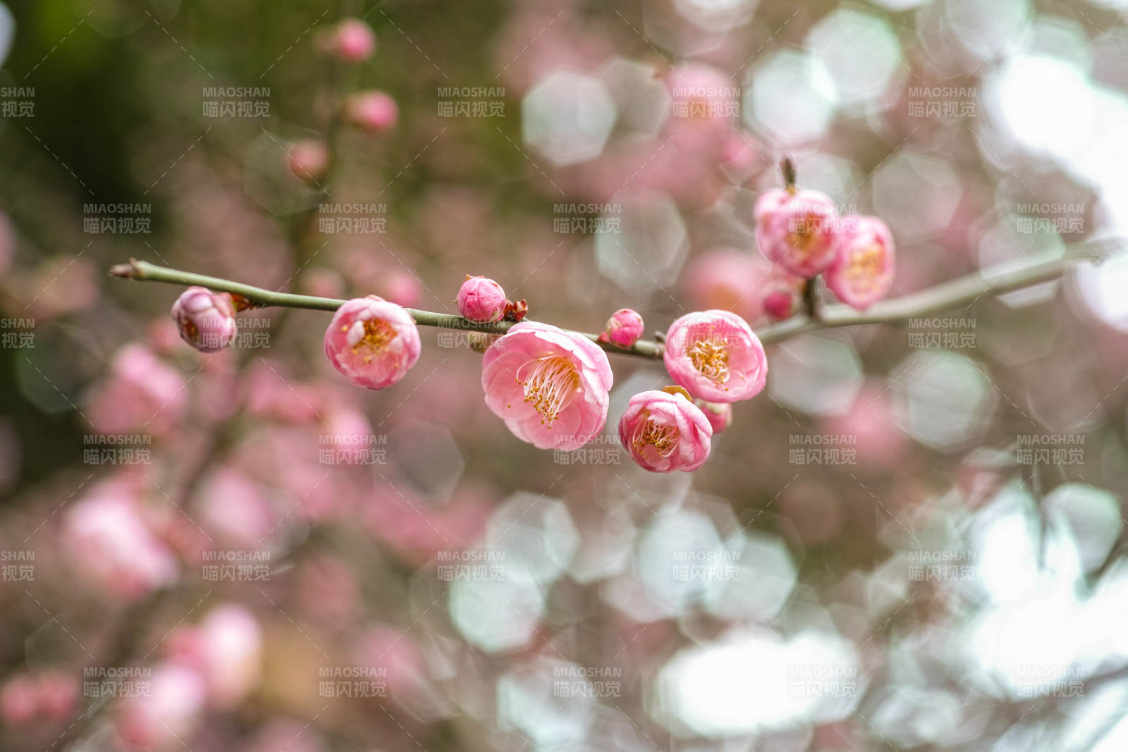 梅花绽放春意浓图片