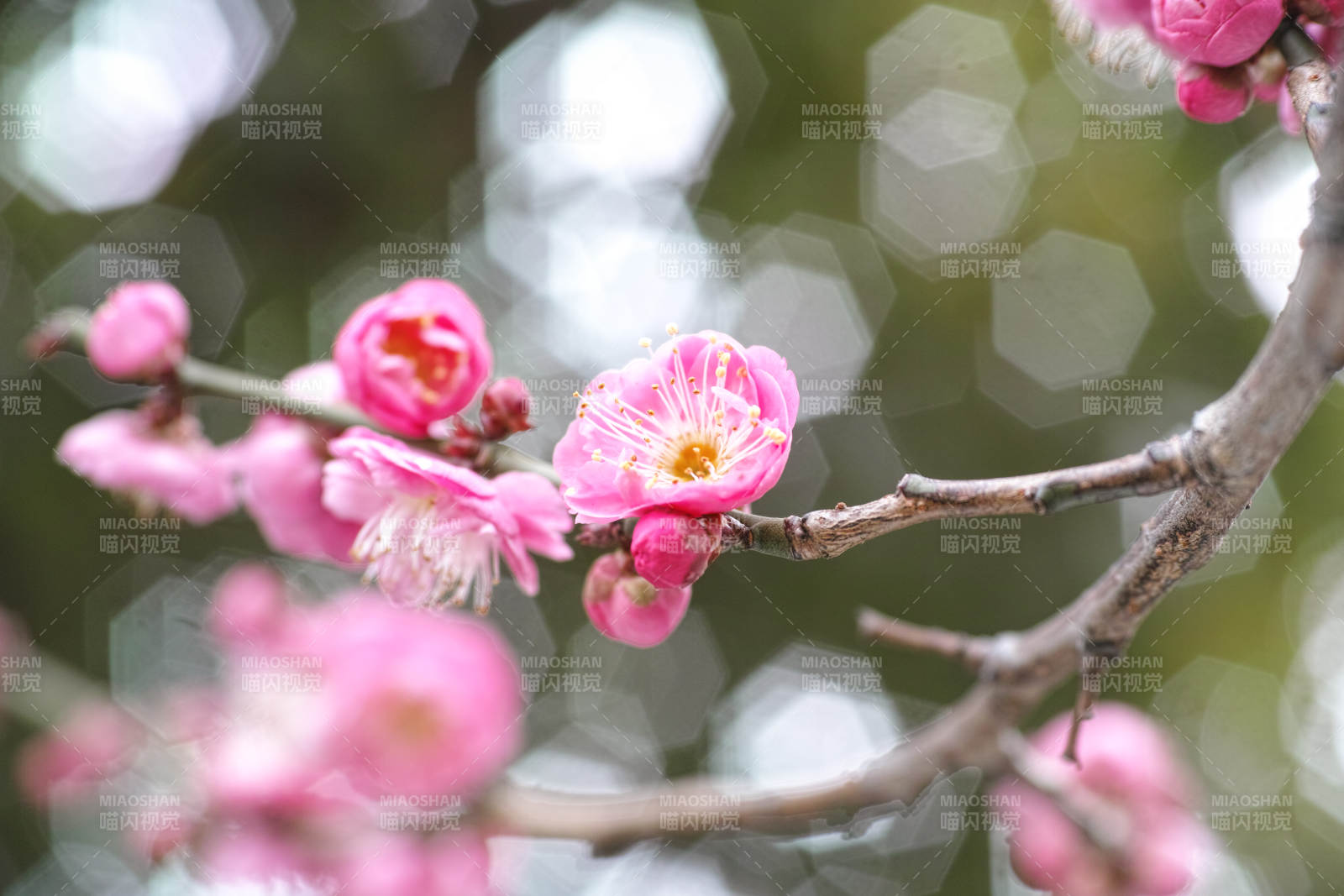 梅花绽放枝头图片