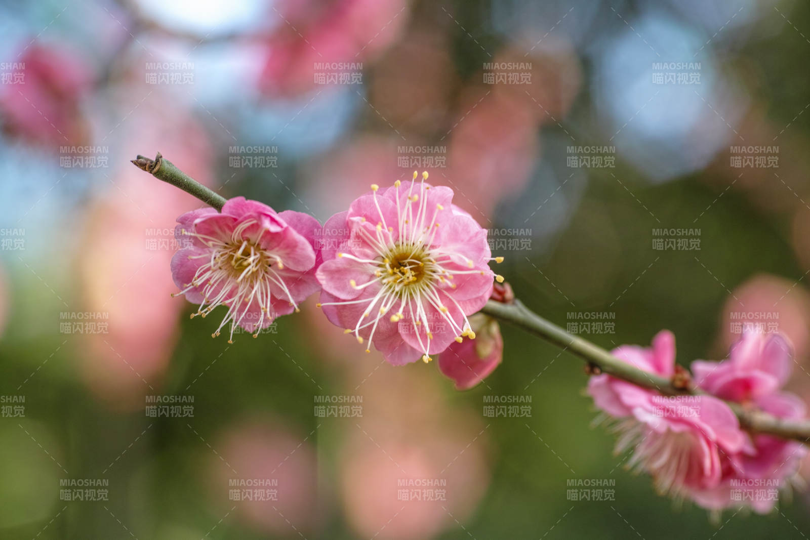 梅花绽放春意浓图片