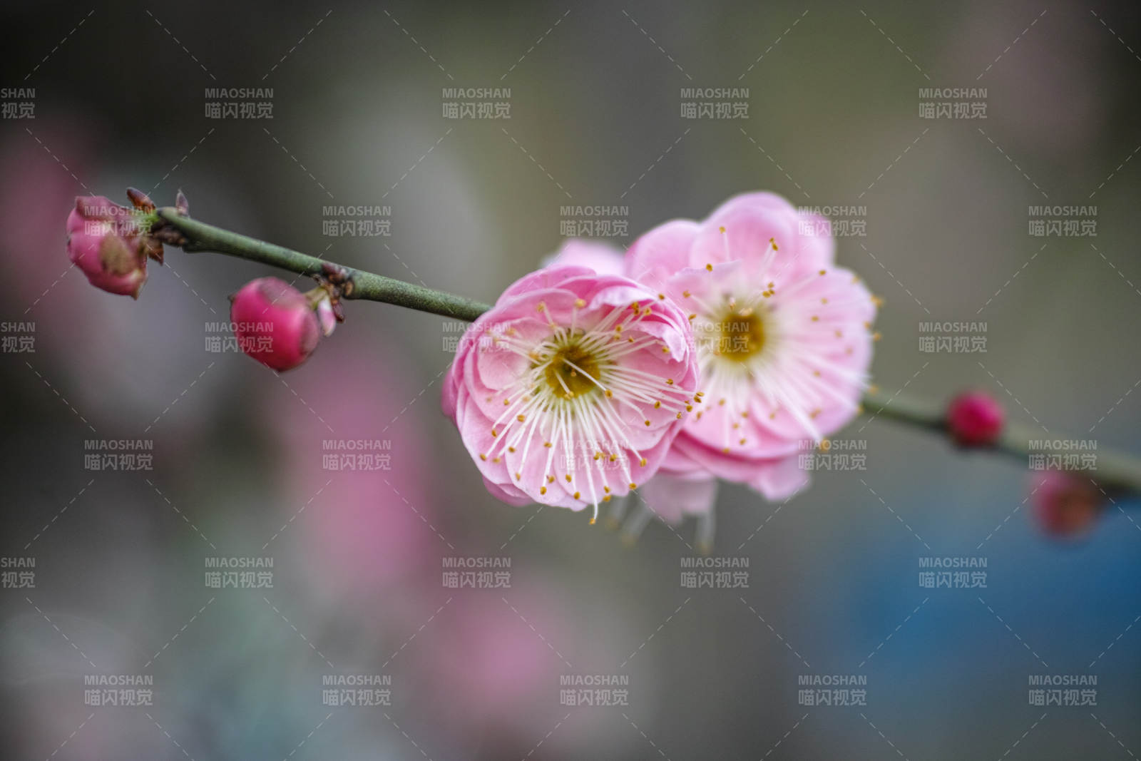 梅花绽放枝头图片