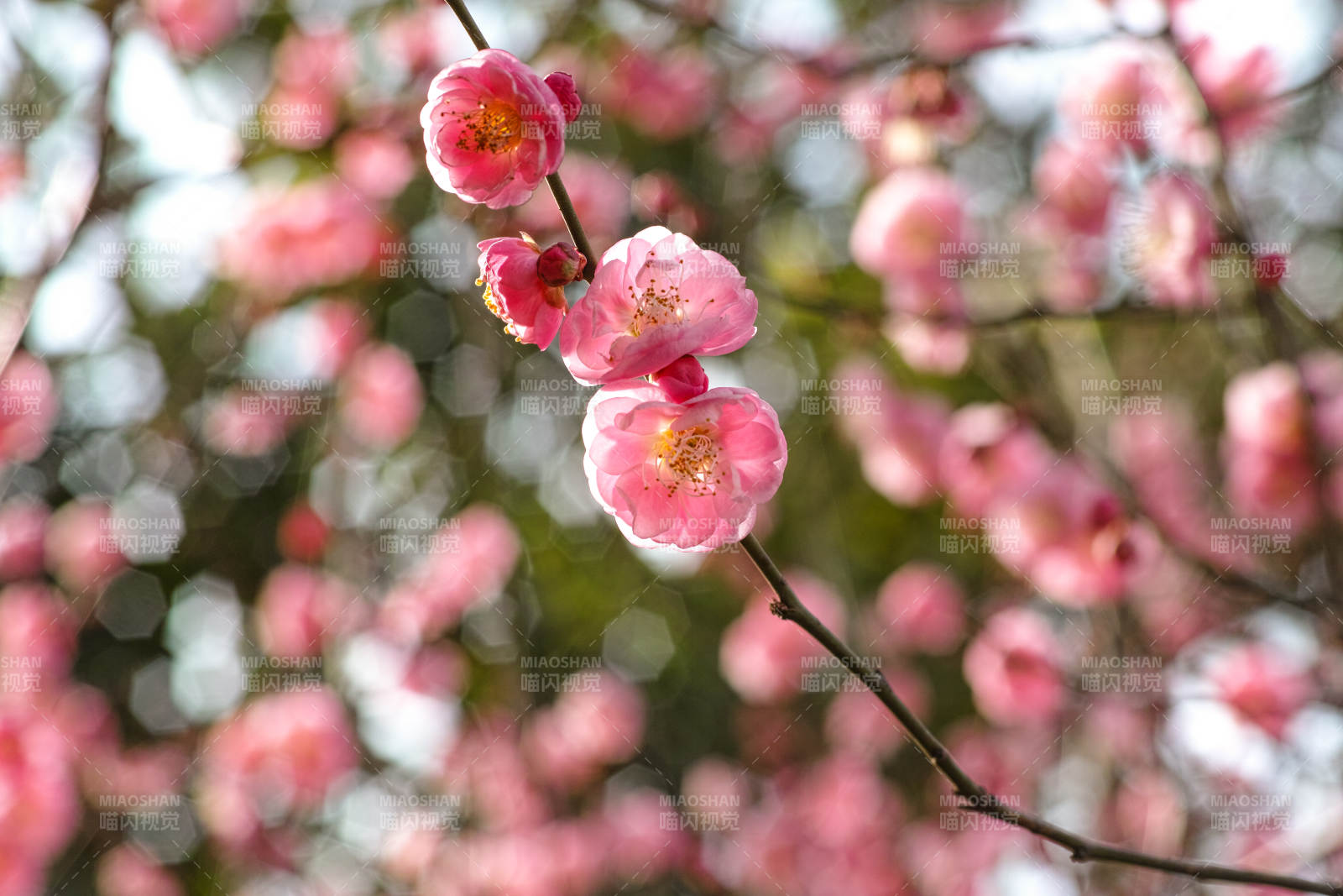梅花绽放春意浓图片