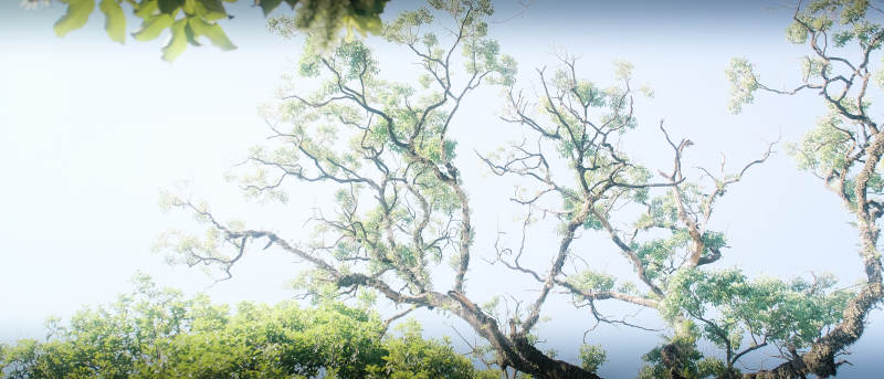 树影婆娑 枝叶轻舞图片