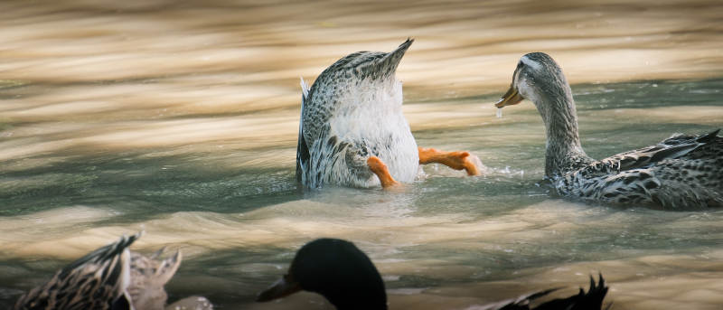 鸭子水中嬉戏图片