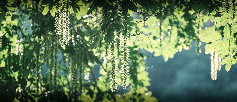 绿意盎然的树梢图片