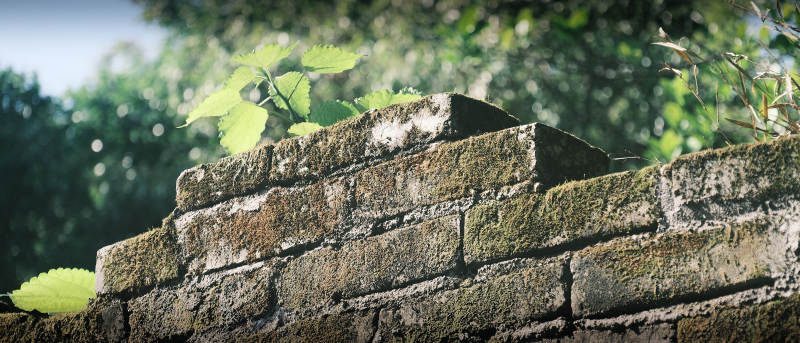 青苔砖墙绿叶景图片