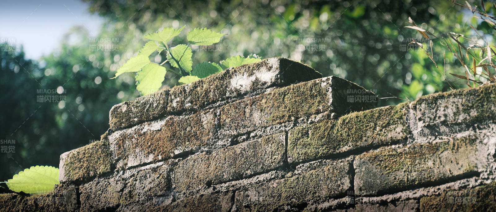 青苔砖墙绿叶景图片