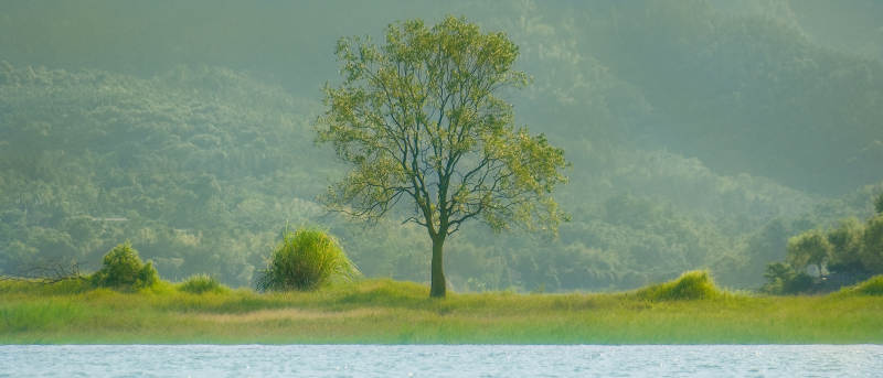 湖畔孤树静谧景图片