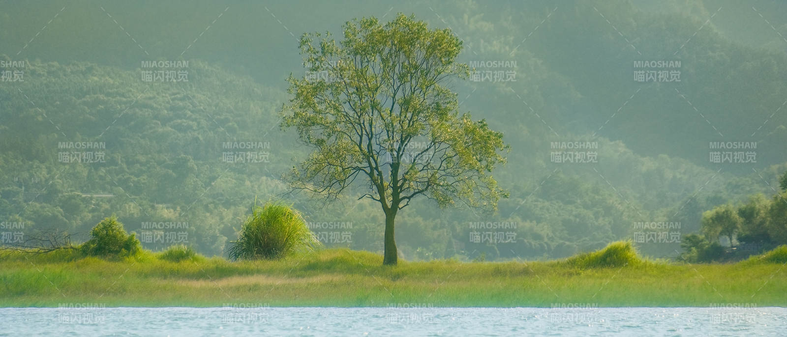 湖畔孤树静谧景图片