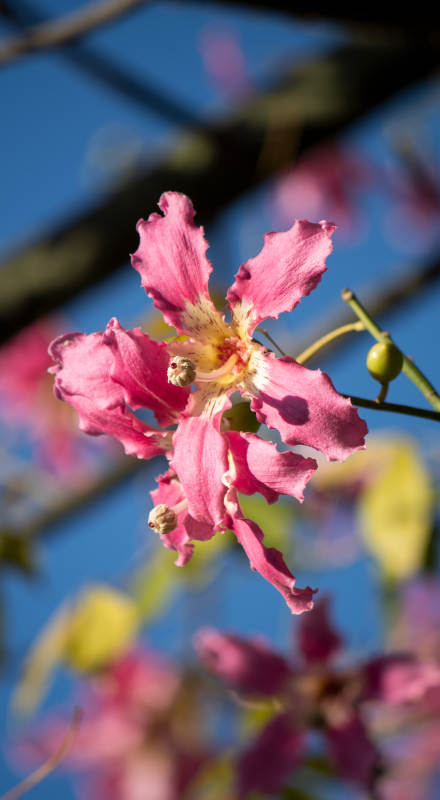 粉红花绽放图片