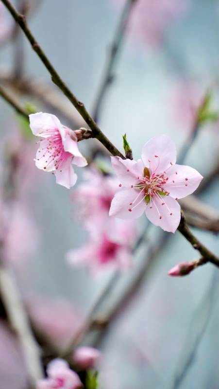 桃花绽放春意浓图片