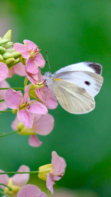 白蝶恋粉花图片