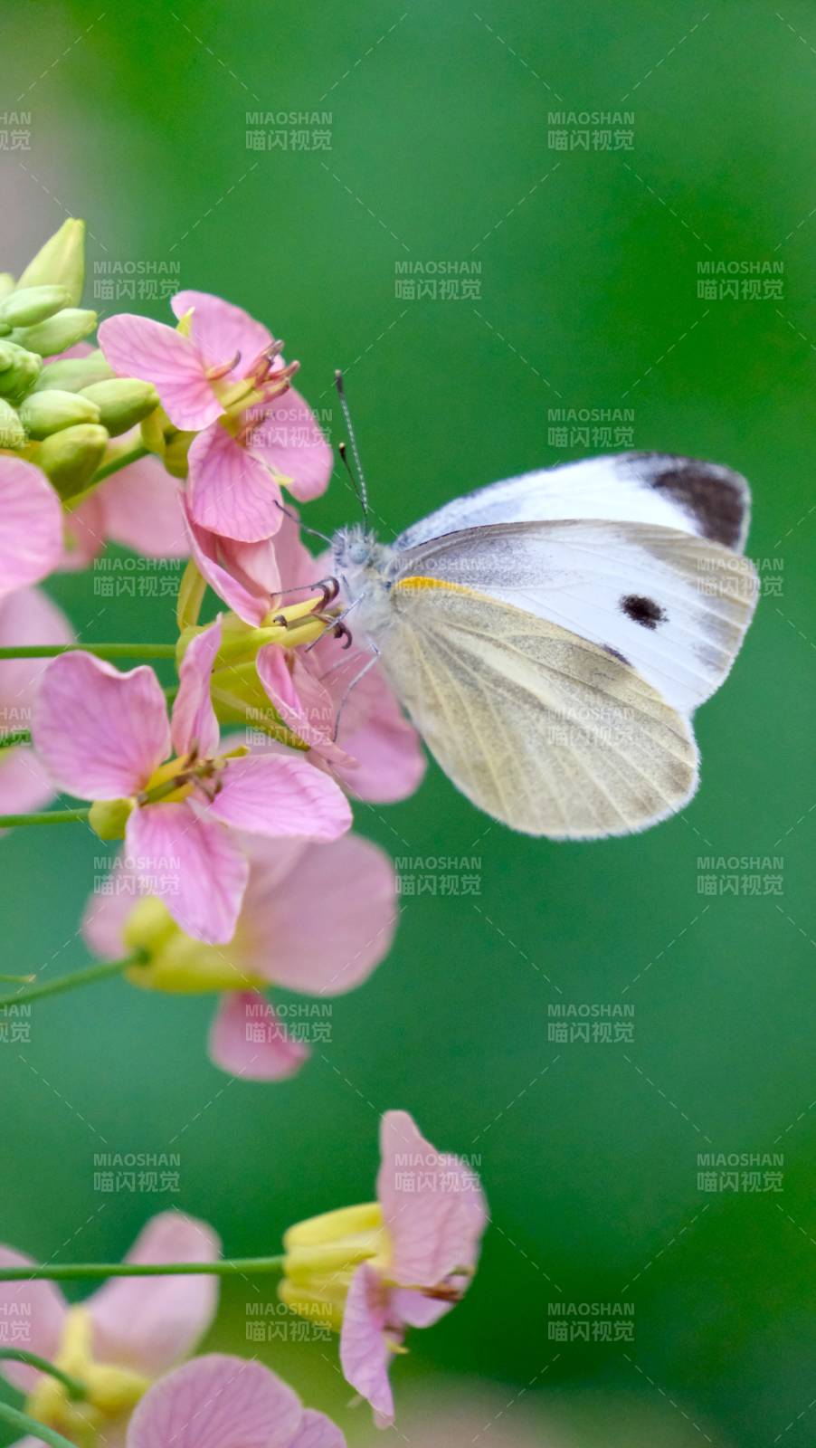 白蝶恋粉花图片