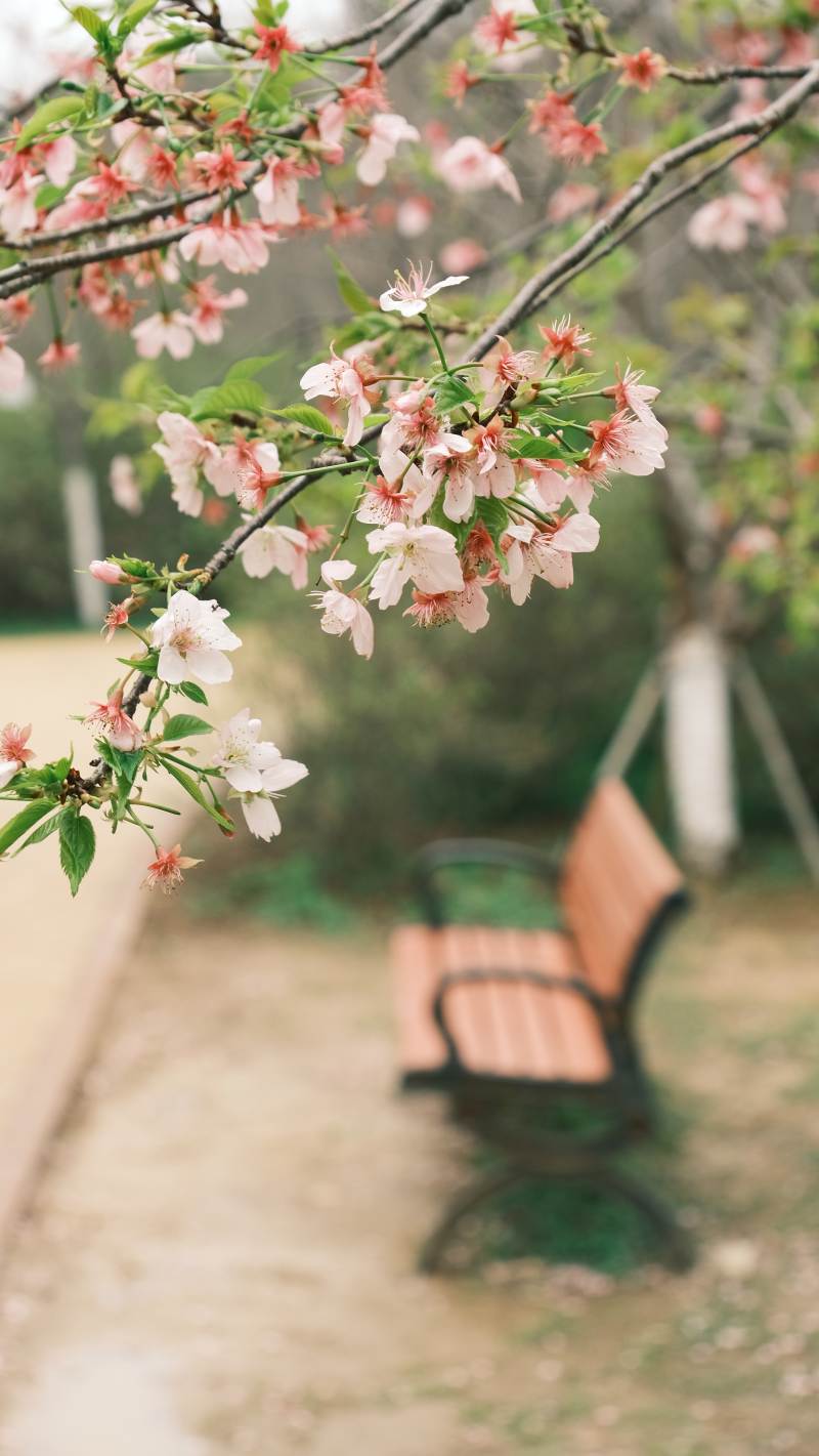 樱花树下静谧长椅图片