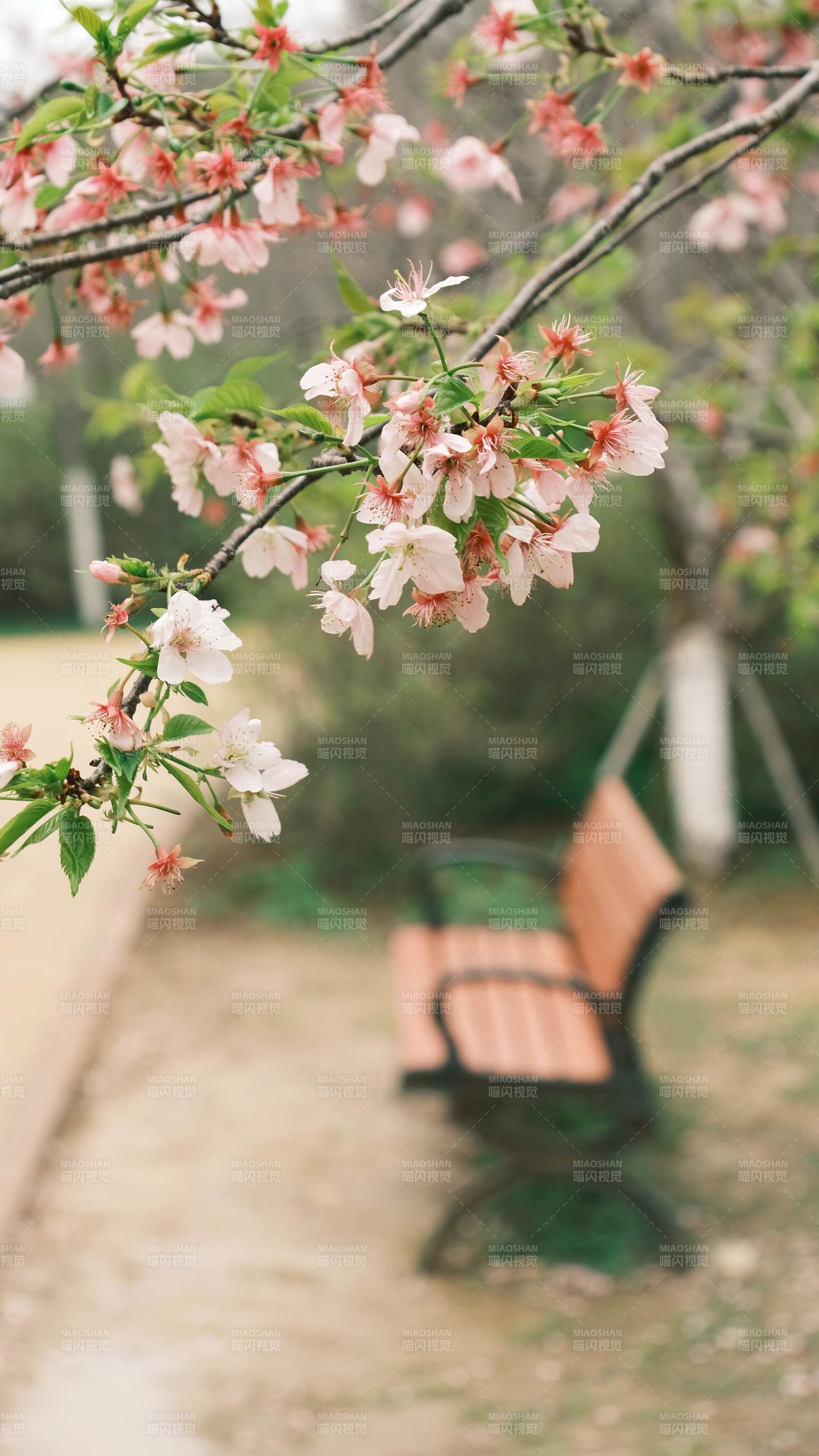 樱花树下静谧长椅图片