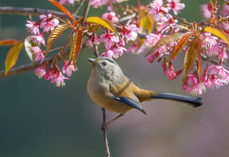 樱花枝头小鸟栖图片