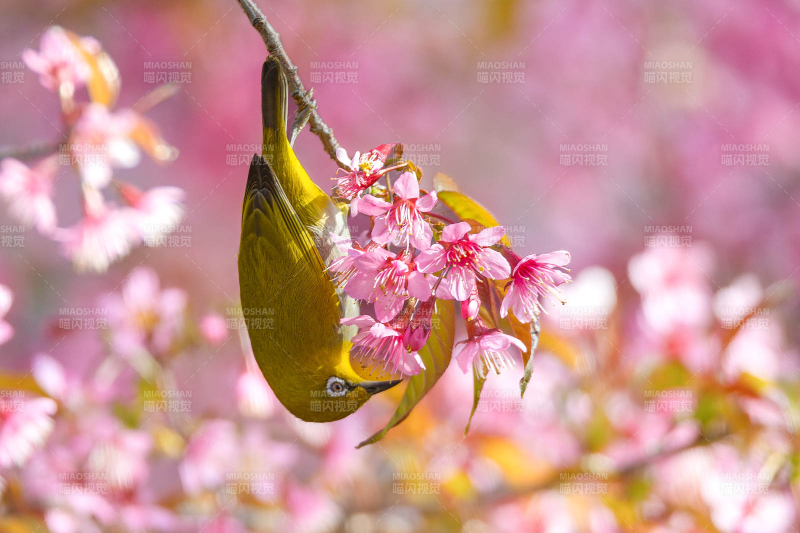 黄鸟戏樱枝图片