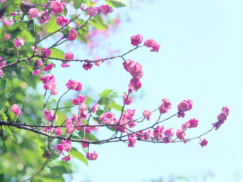 梅花绽放枝头图片