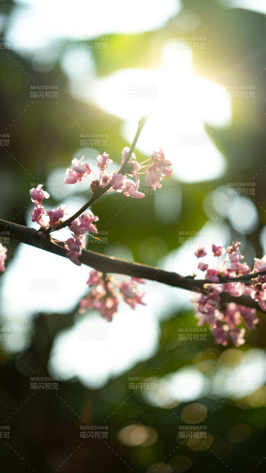 春日花枝迎光绽放图片