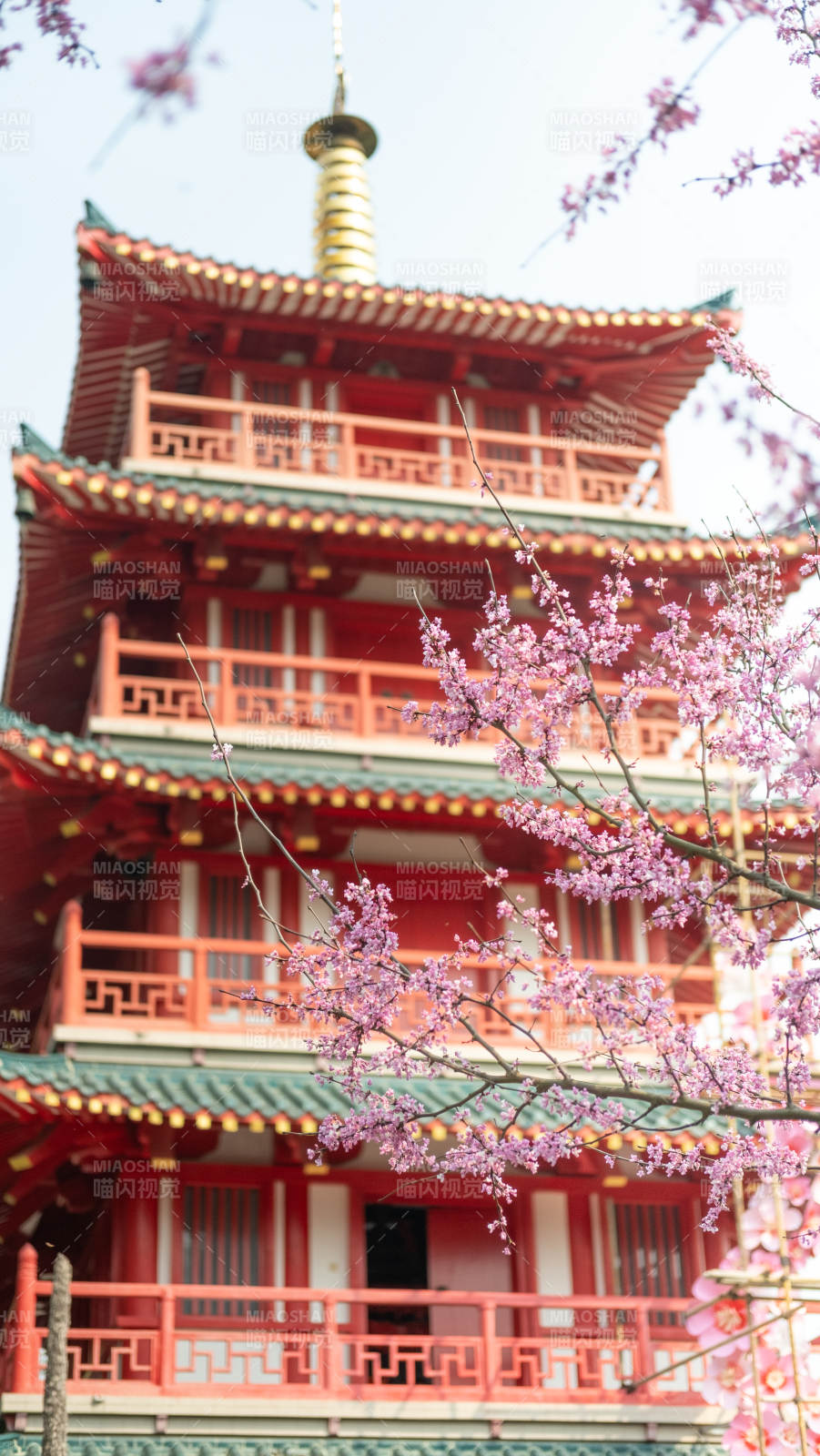 樱花映塔影图片