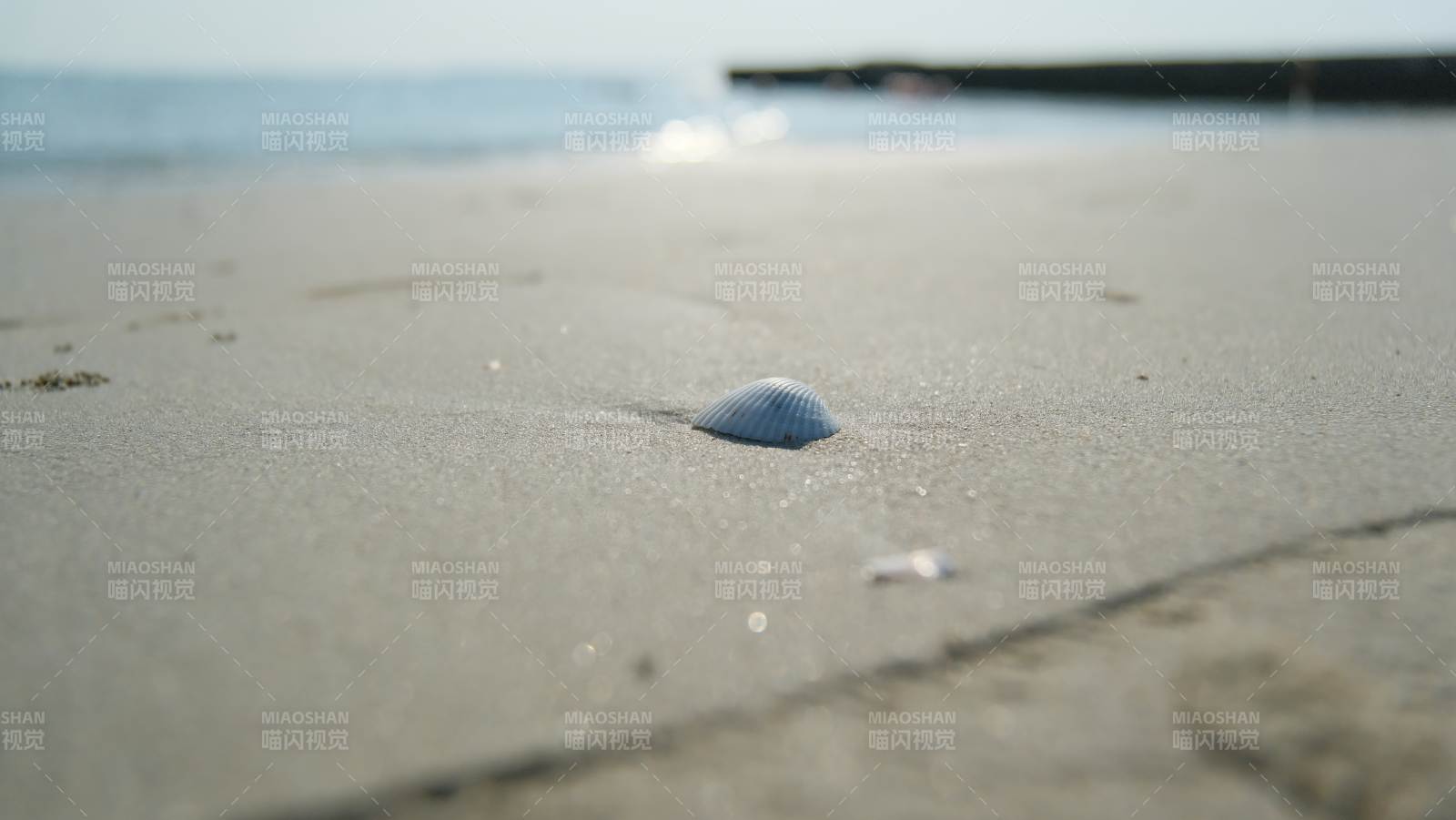 沙滩上的贝壳图片