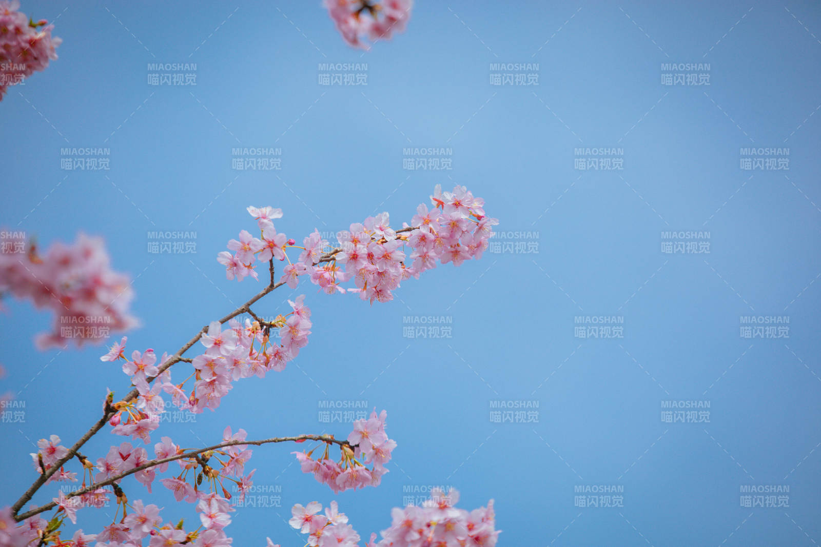 樱花绽放蓝天图片