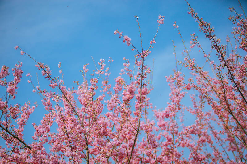 蓝天的樱花别具风格图片