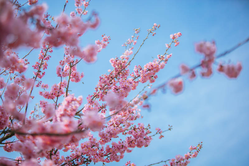 樱花绽放春日景图片