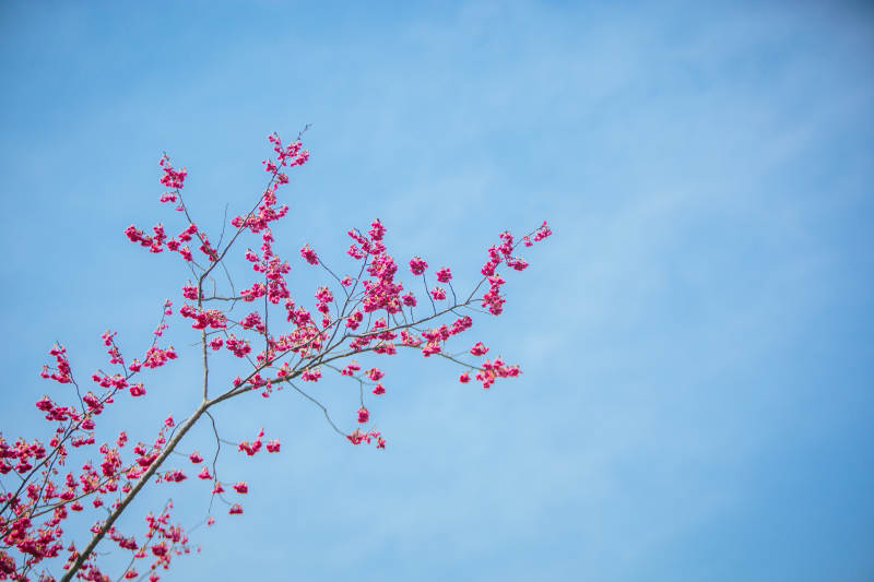 樱花绽放蓝天图片