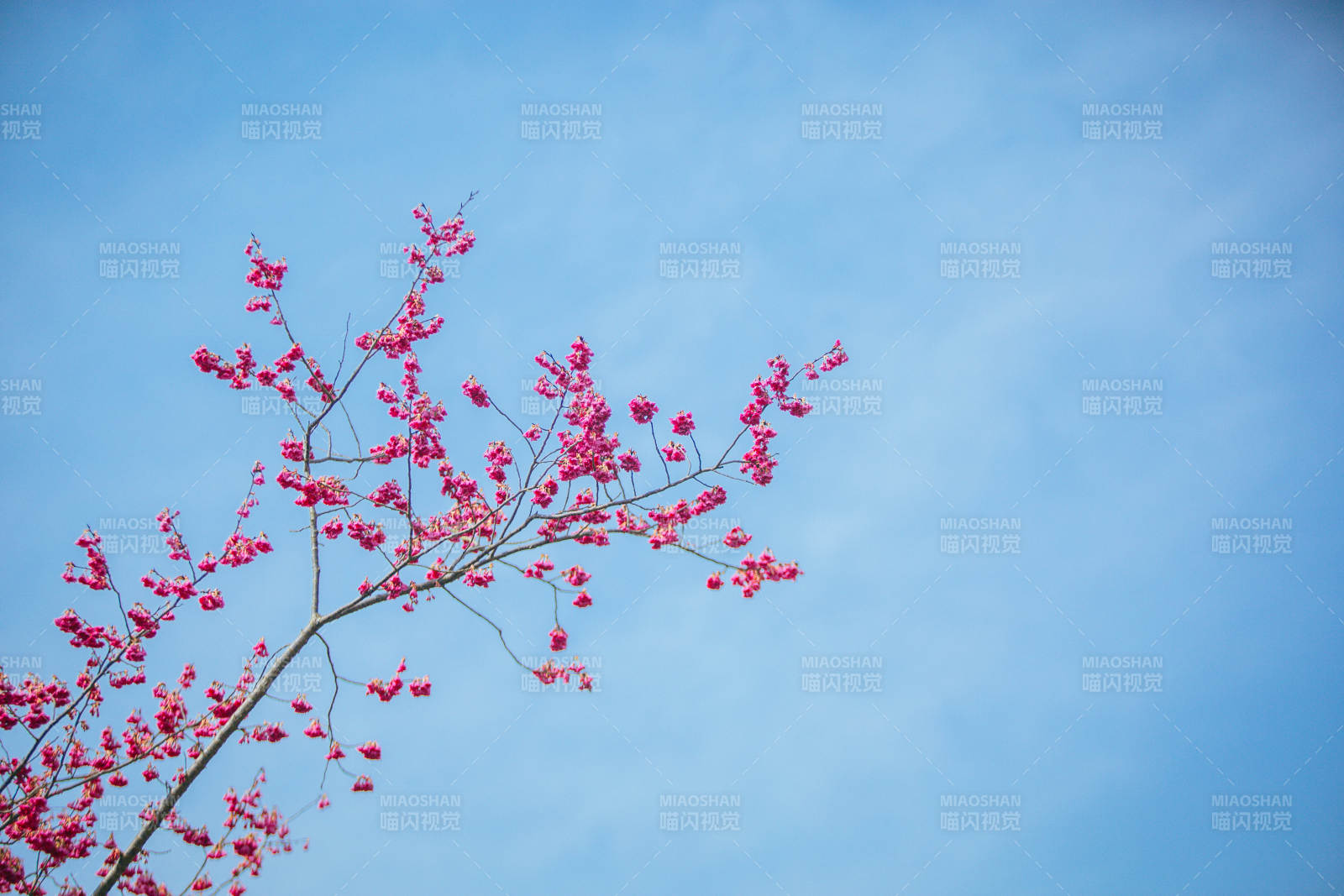 樱花绽放蓝天图片