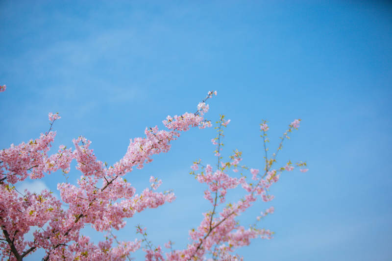 樱花绽放蓝天图片
