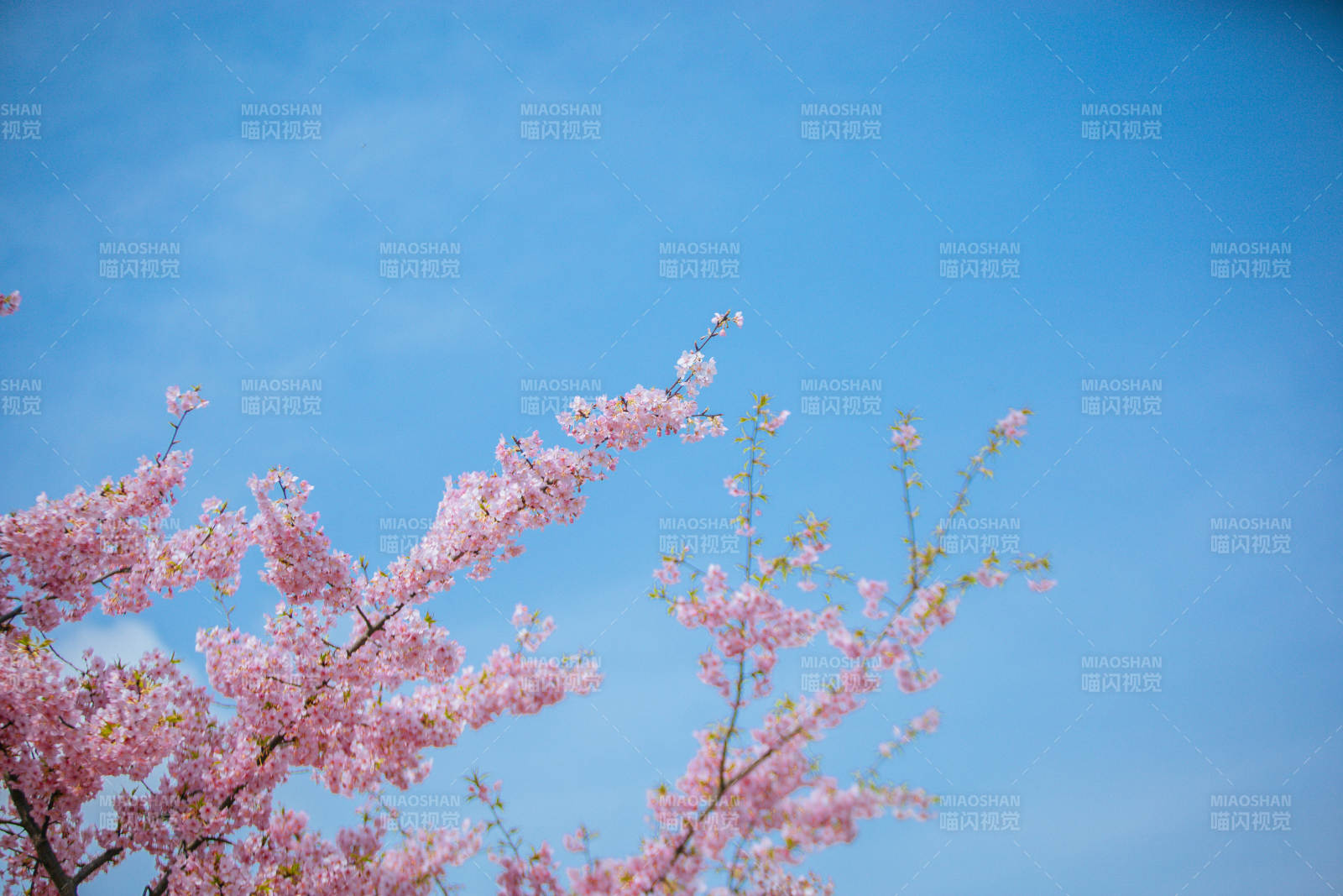 樱花绽放蓝天图片